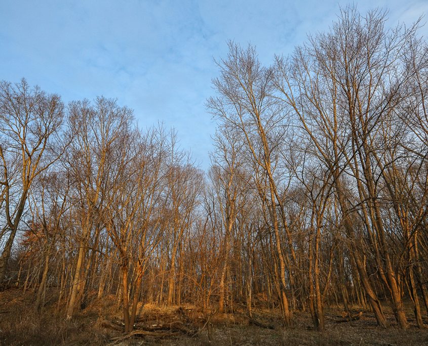 Wooded Land with River Frontage Indiana Johnny Klemme