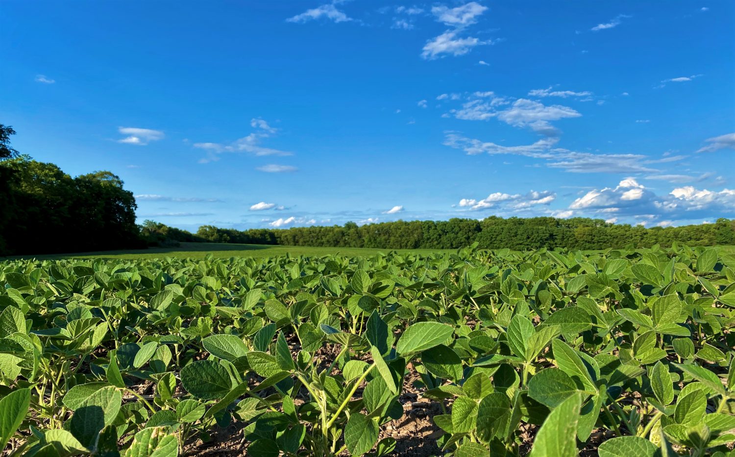 Warren County, Indiana Farmland Values, Price Per Acre Land for Sale ...