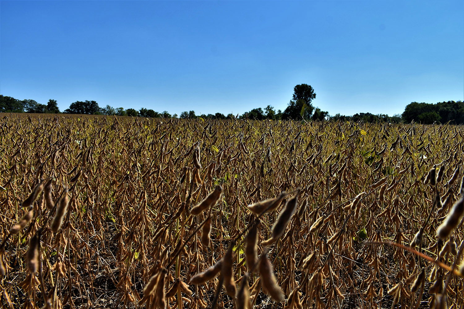SOLD 40 Acres with a Mix of Timber and Farmland in Marshall County